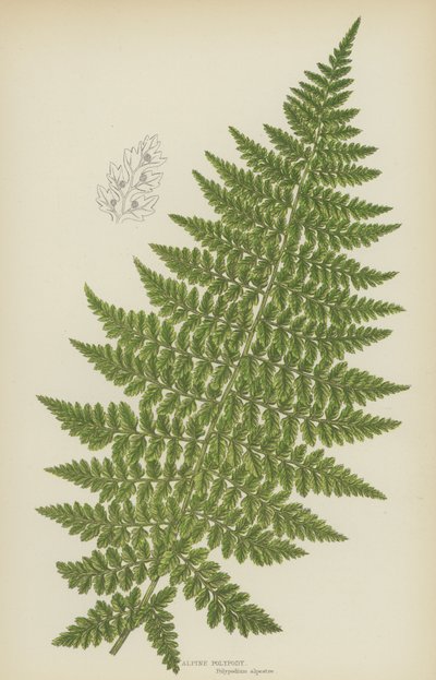 Alpine Polypody by English School