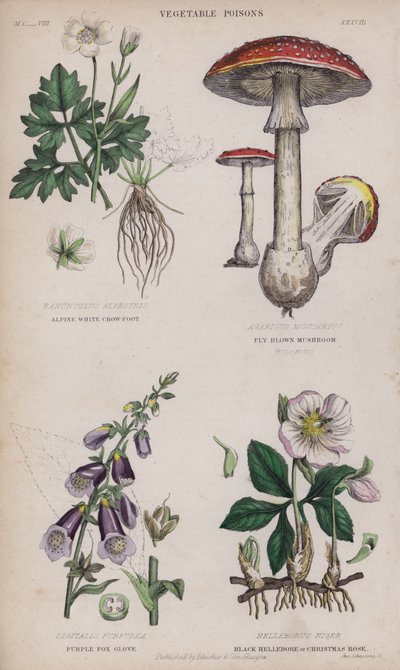 Alpine White Crow-Foot; Fly Brown Mushroom; Purple Fox Glove; Black Hellebore or Christmas Rose by English School