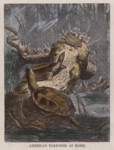 American Tortoises at Home by English School