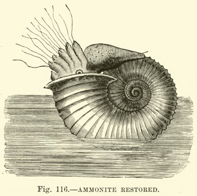 Ammonite Restored by English School