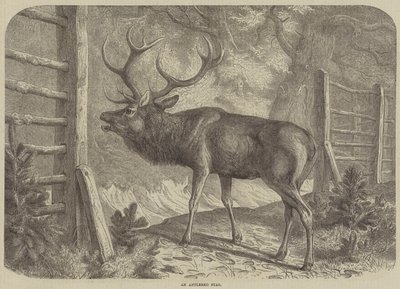 An Antlered Stag by English School