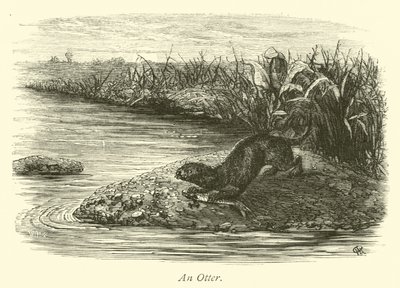 An Otter by English School