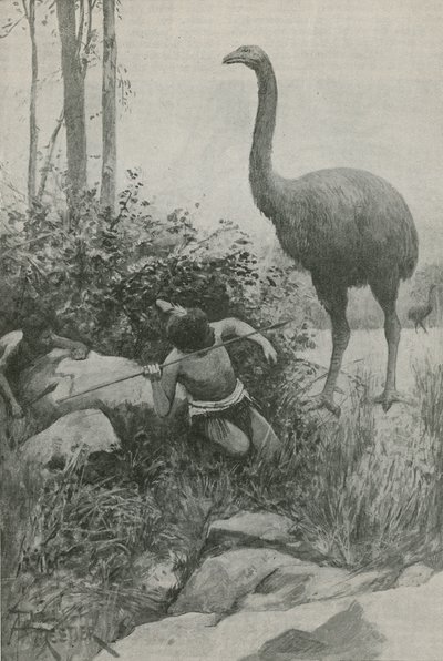 An Extinct Inhabitant of New Zealand by English School