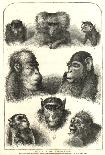 Ancestry according to Darwin by English School