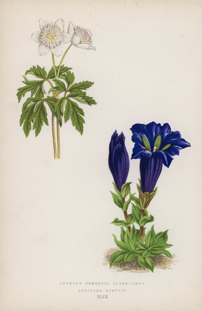Anemone Nemorosa Flore-pleno; Gentiana Acaulis by English School