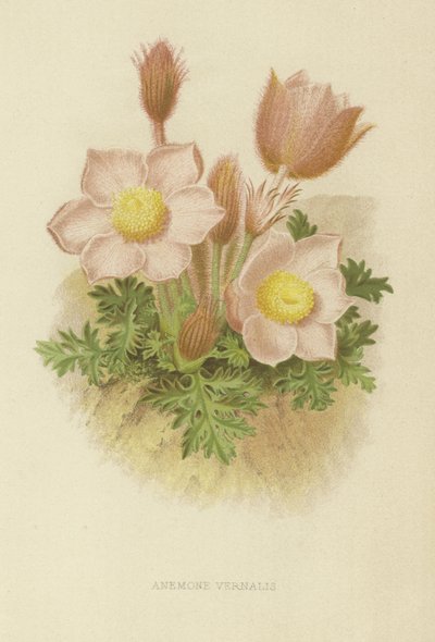 Anemone vernalis by English School