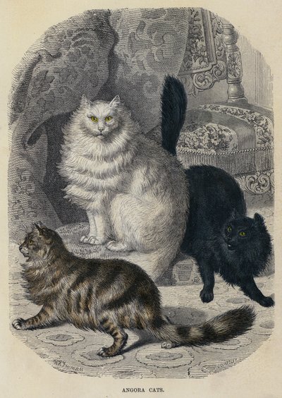 Angora Cats by English School