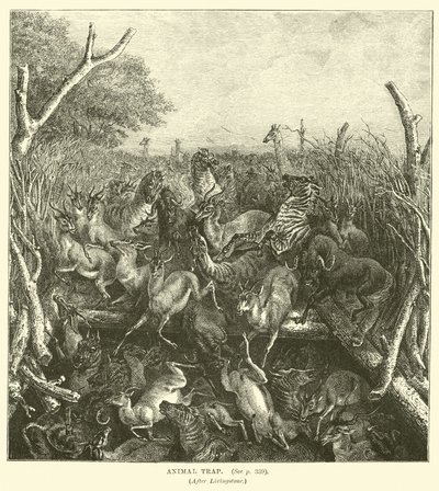 Animal Trap (after Livingstone) by English School