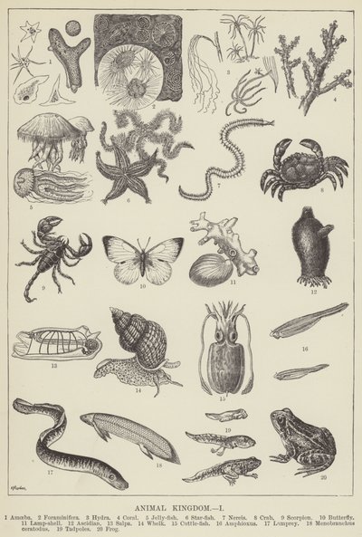 Animal kingdom by English School