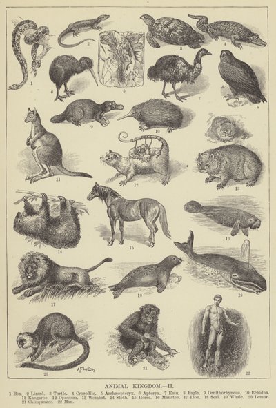 Animal kingdom by English School