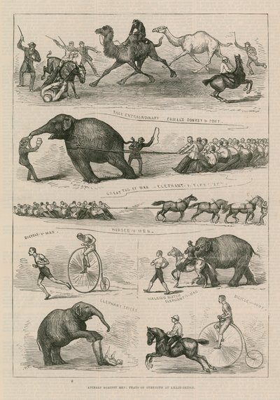 Animals Against Men: Feats of Strength at Lillie Bridge by English School