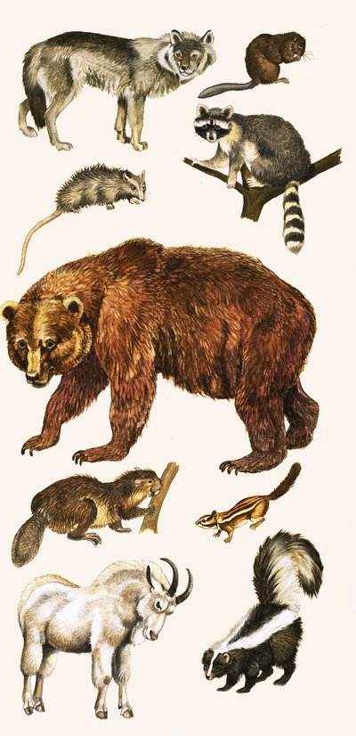 Animals and Birds of Canada by English School