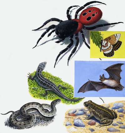 Animals montage by English School