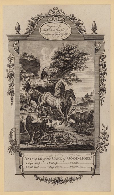 Animals of the Cape of Good-Hope by English School