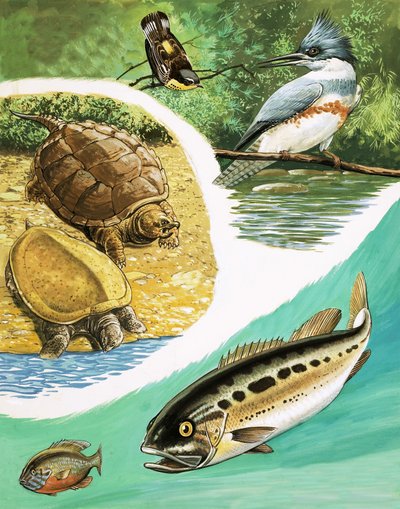 Animals you might find in Canada by English School