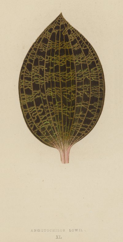 Anoectochilus Lowii by English School