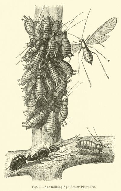 Ant Milking Aphids or Plant-lice by English School