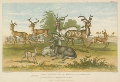 Antelopes by English School