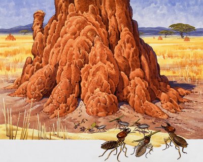 Ants and Ant Hill by English School