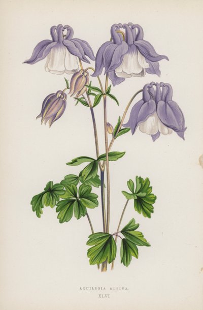 Aquilegia Alpina by English School