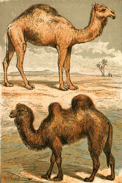 Arabian Camel and Bactrian Camel by English School