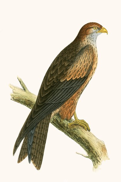 Arabian Kite, illustration from 