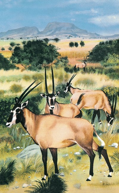 Arabian oryx by English School