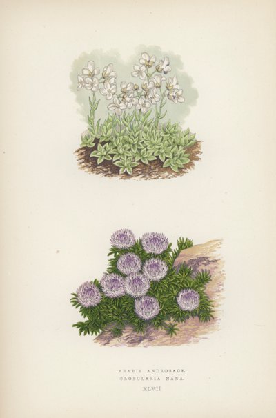 Arabis Androsace; Globularia Nana by English School