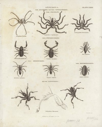 Arachnids by English School