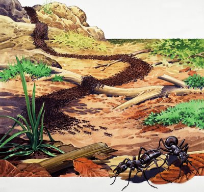 Army Ant by English School