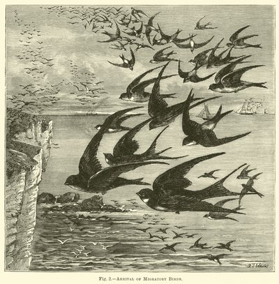 Arrival of Migratory Birds by English School