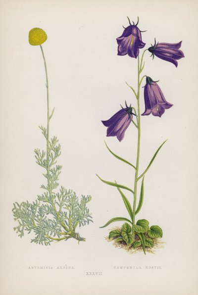 Artemisia Alpina; Campanula Hostii by English School