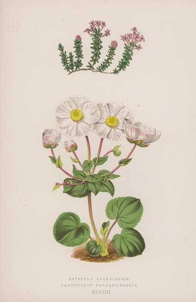 Asperula Arcadiensis; Ranunculus Parnassifolius by English School