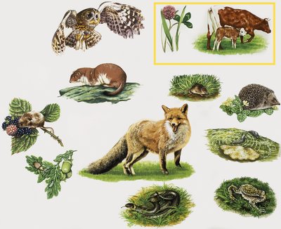 Assorted animals by English School