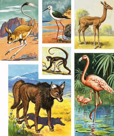 Assorted Animals by English School