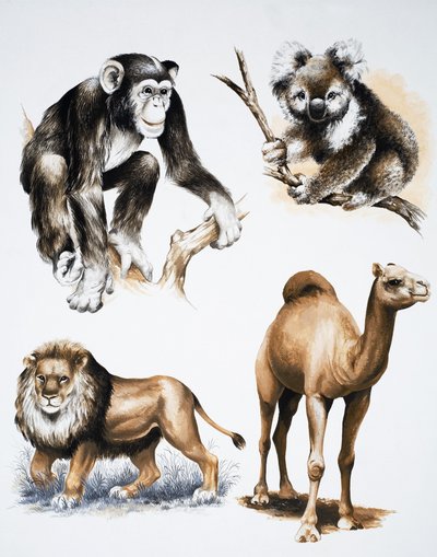 Assorted Animals by English School