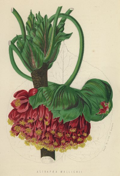 Astrapaea Wallichii by English School