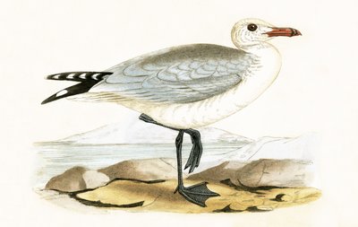 Audouin