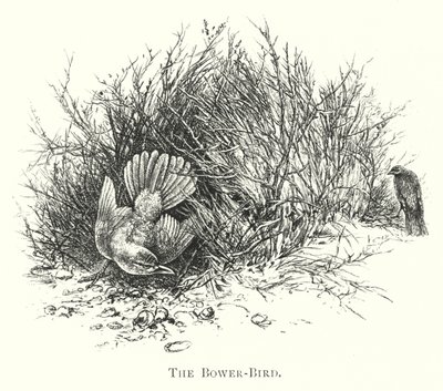 Australia: The Bower-Bird by English School
