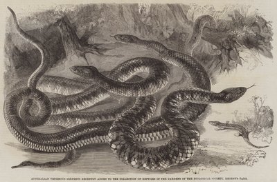 Australian Venomous Serpents Recently Added to the Collection of Reptiles in the Gardens of the Zoological Society, Regent