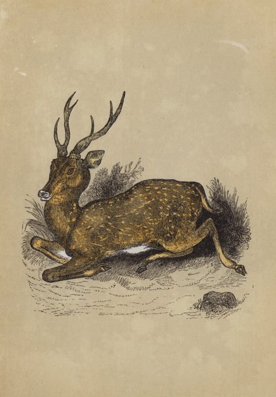 Axis Deer by English School