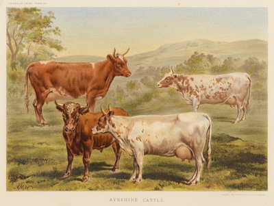 Ayrshire Cattle by English School