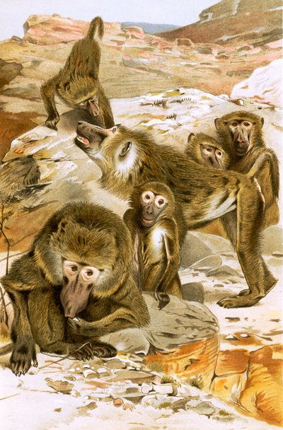 Baboons by English School