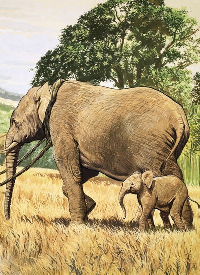 Baby Elephant and Mother by English School