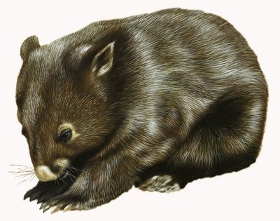 Baby Possum by English School