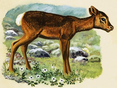 Baby Deer by English School