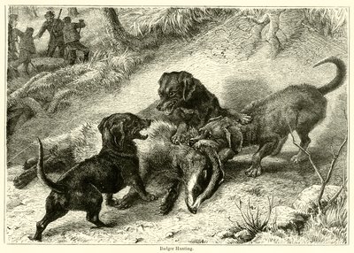 Badger Hunting by English School