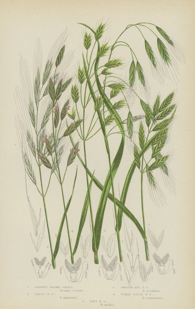 Barren Brome Grass, Great Brome Grass, Smooth Rye Brome Grass, Tumid Field Brome Grass, Soft Brome Grass by English School