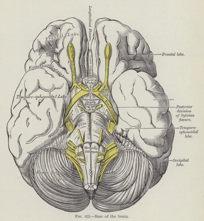 Base of the brain by English School