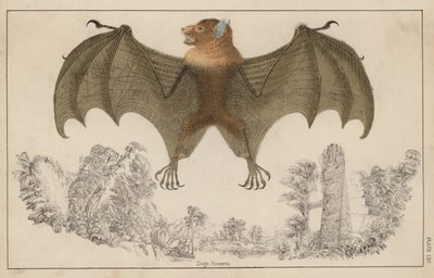 Bat, with wings open by English School